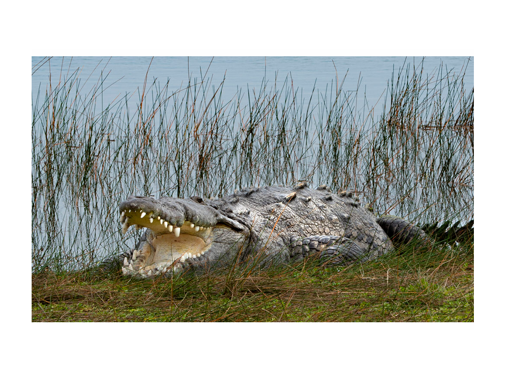 Alligator in grass with mouth open
