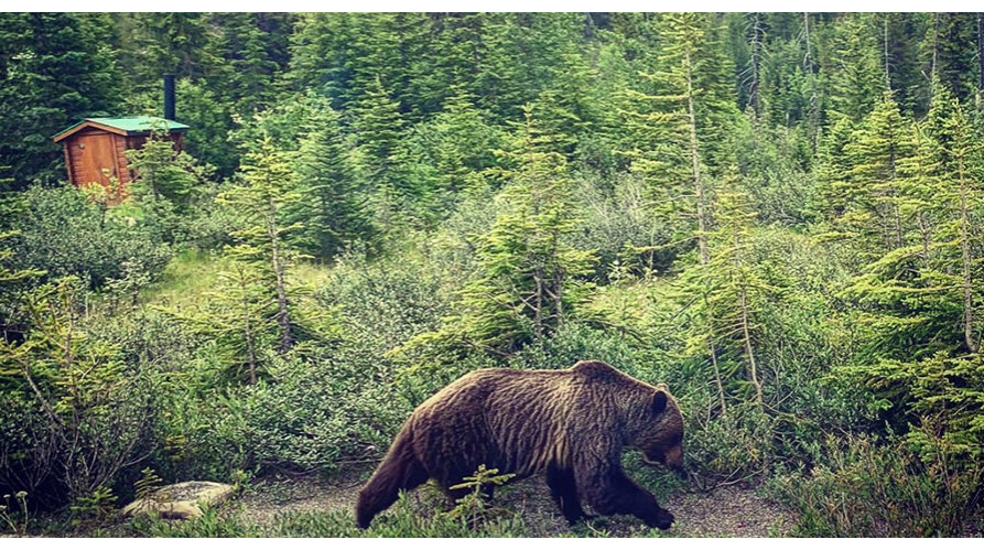 Bear walking in woods