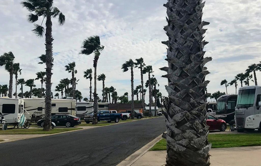 Manicured grounds at resort with palm trees and RVs lined up along sides