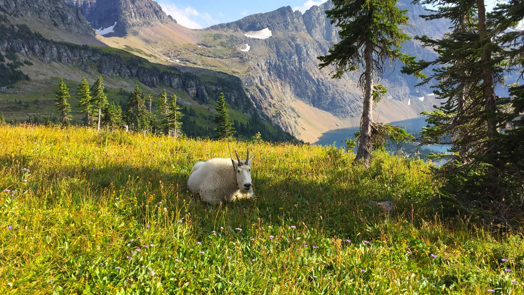 Mountain goat laying in the grass with mountains and lake in background.