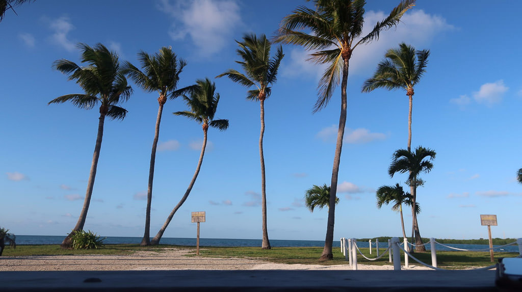 Palm trees along the coast.