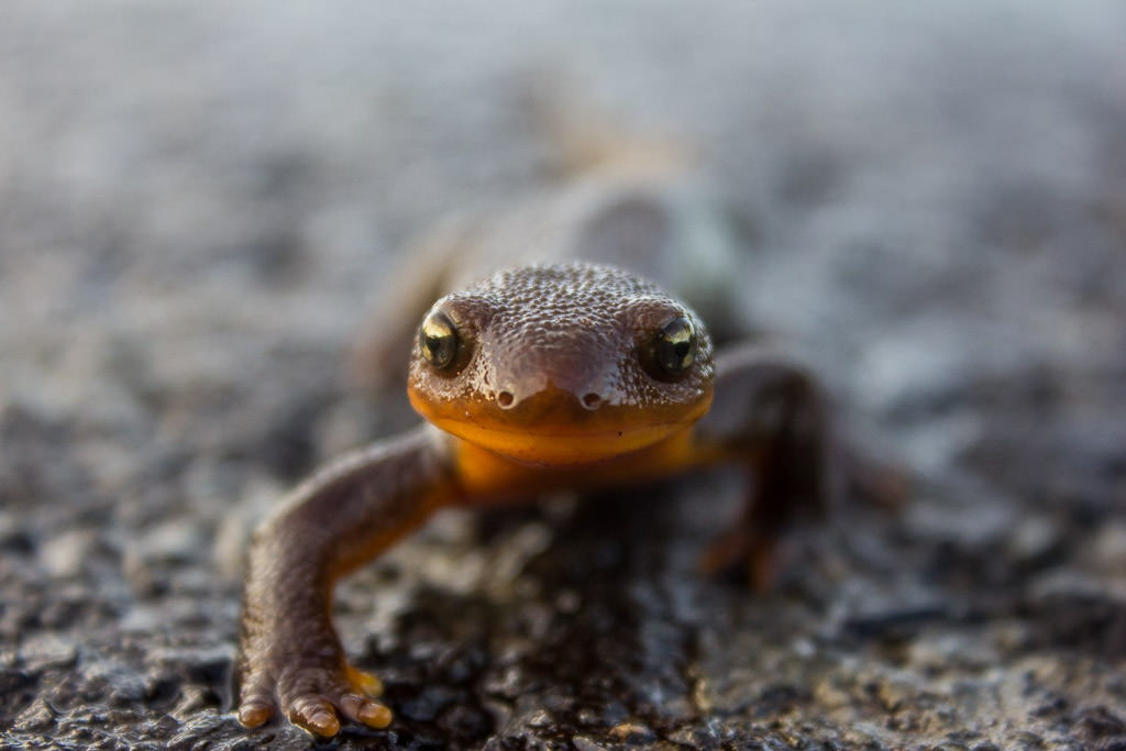 Closeup shot of a lizard walking on ground