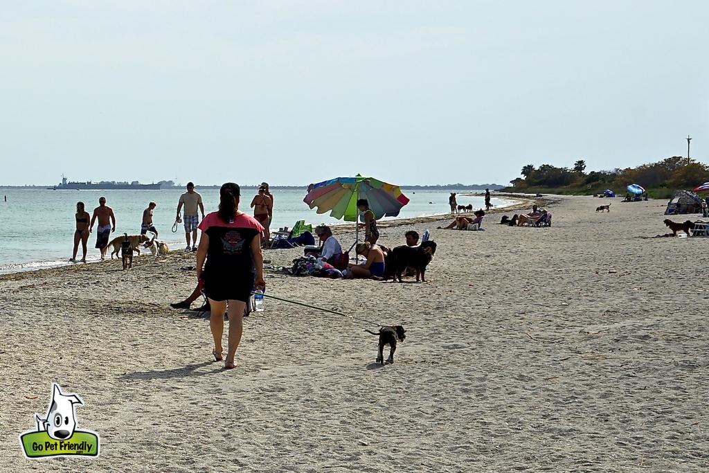 Owners and their pets along sandy beach