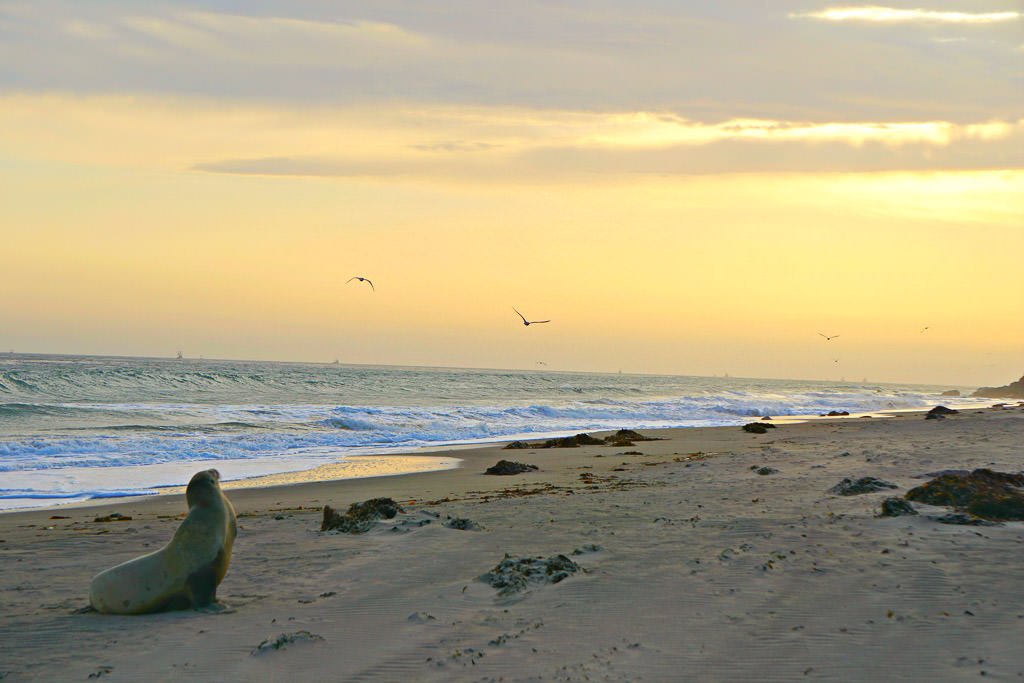 Sea lion sitting on the beach with Seagulls flying overhead