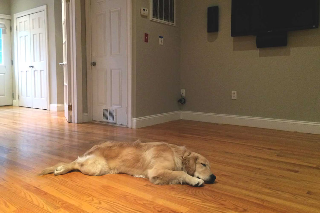 Lucy laying in house on hardwood floor