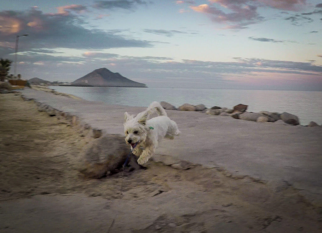 Small white dog jumping towards the camera with beach and ocean behind.