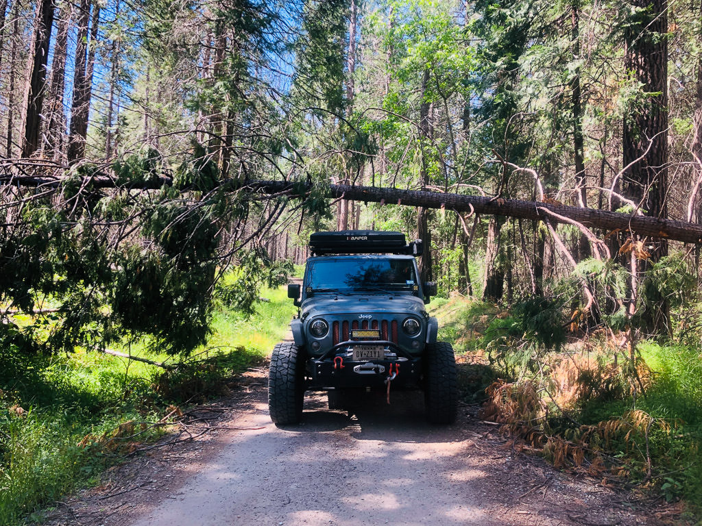 Jeep driving down gravel path passing underneath a fallen tree.